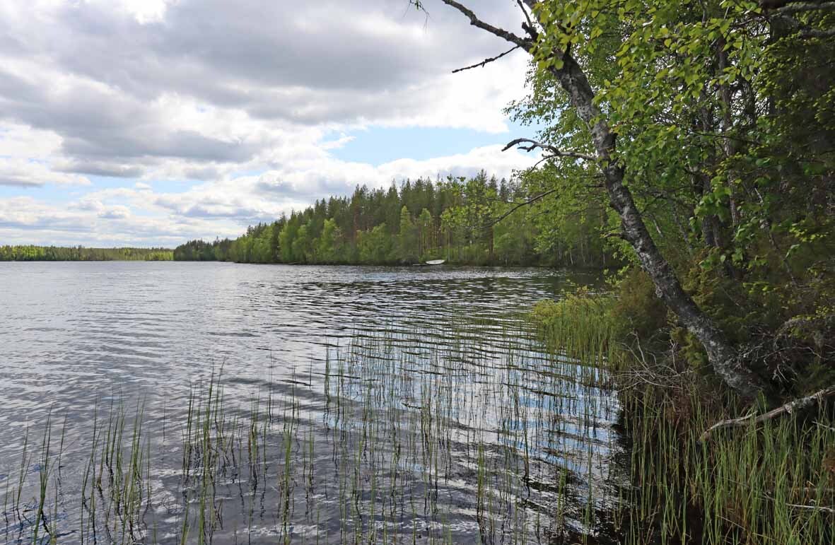 Maisema järvelle, oikealta järven rannalta puun oksat kurottelevat kuvaan.