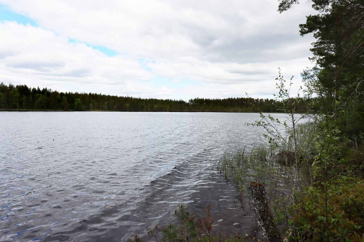 Maisema rannalta järvelle. Rannan edustalla kasvaa ruovikkoa.