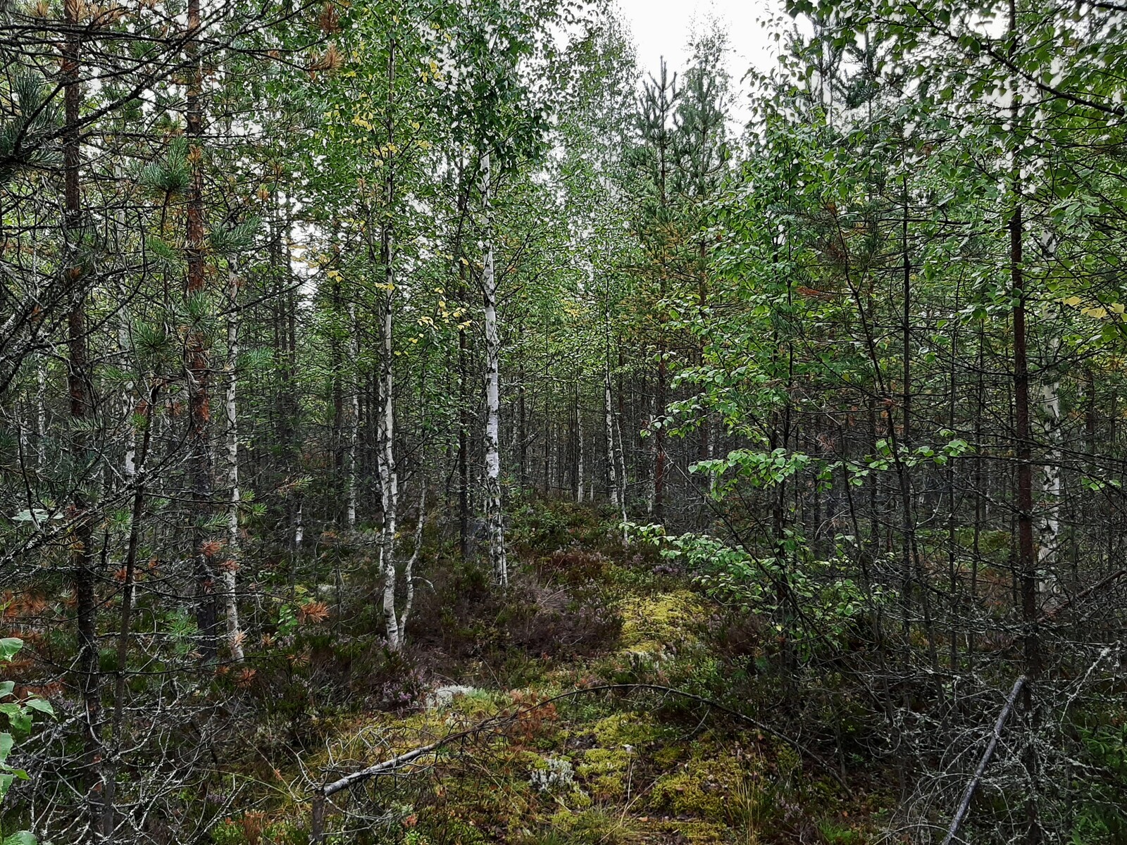 Runsaskasvuinen sekametsä.