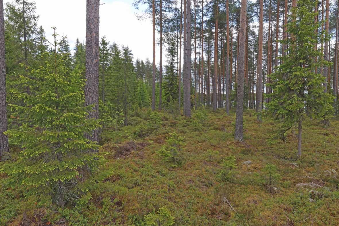 Harvennettua mäntymetsää, taustalla kasvaa kuusia.