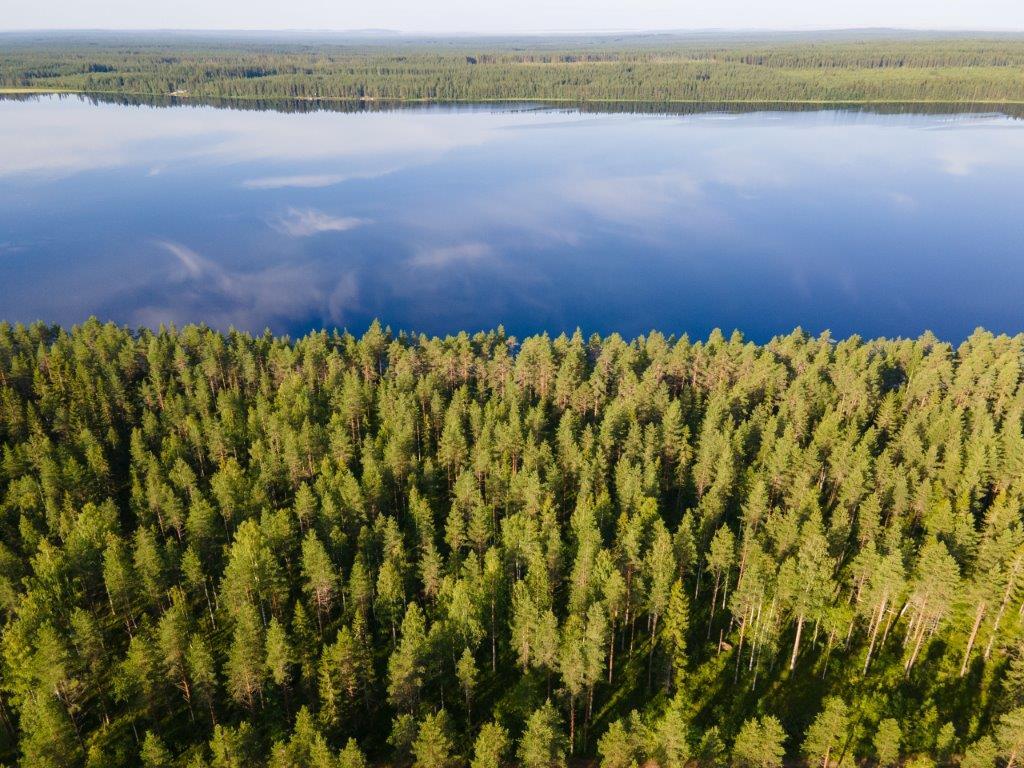 Ilmakuvassa etualalla auringossa kylpevää mäntymetsää ja taustalla tyyni järvi.