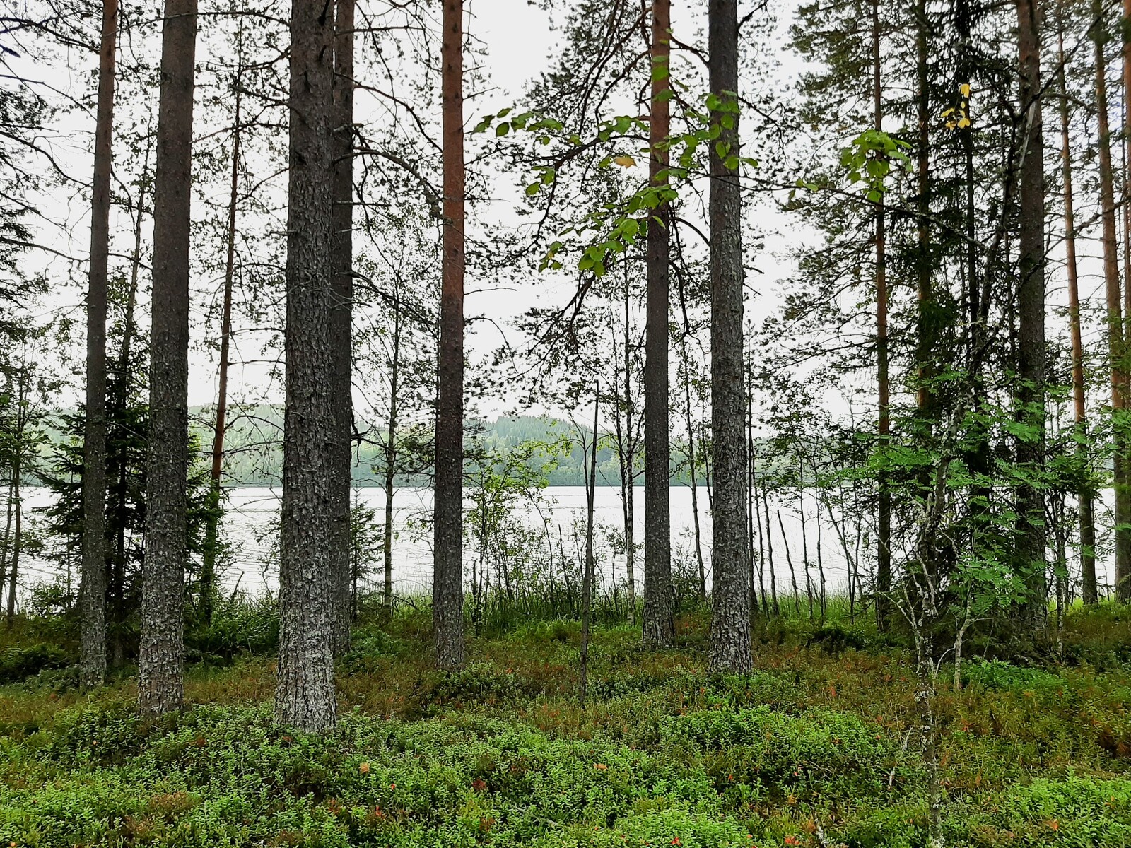 Puiden takaa avautuu järvimaisema.