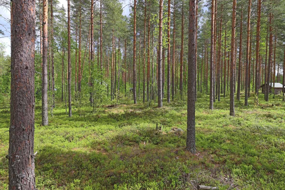 Hyvin harvennettua mäntykangasta, oikealla pilkottaa naapurin rakennus.