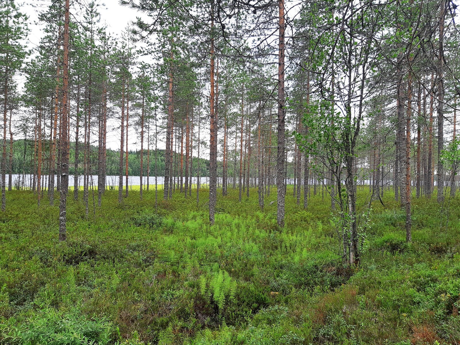 Mäntymetsän takana pilkottaa järvimaisema. Aluskasvillisuutena on varpuja ja metsäkortetta.