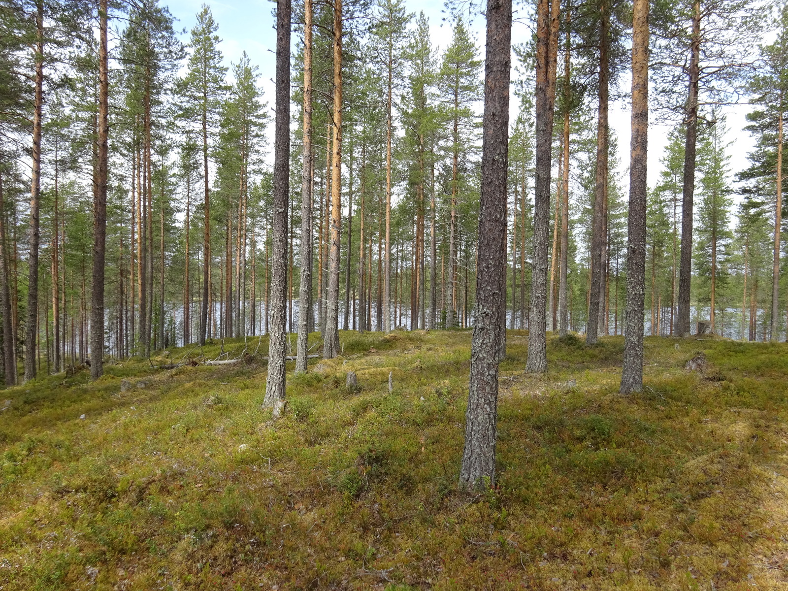 Kuva tontilta järvelle