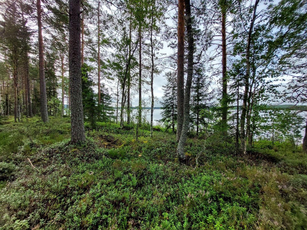 Harvennettua rantametsää, maassa kunttaa ja puiden takaa pilkottaa järvi.