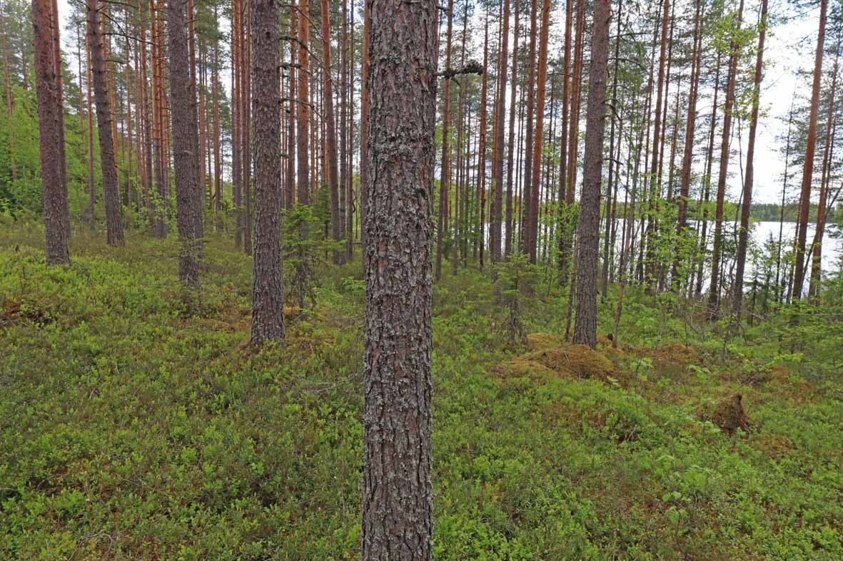 Harvennettua mäntymetsää, edessä pilkottaa järvi.