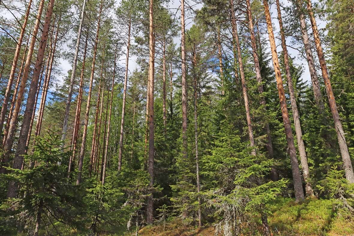 Varttunutta mäntymetsää jonka seassa kasvaa nuoria kuusia.