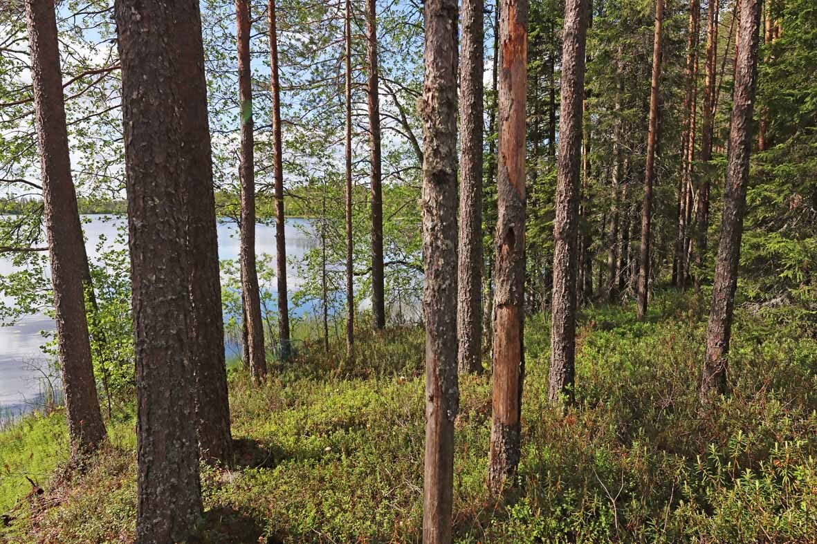 Rannassa eri ikäisiä männyn runkoja, taustalla tiheämpää metsää.