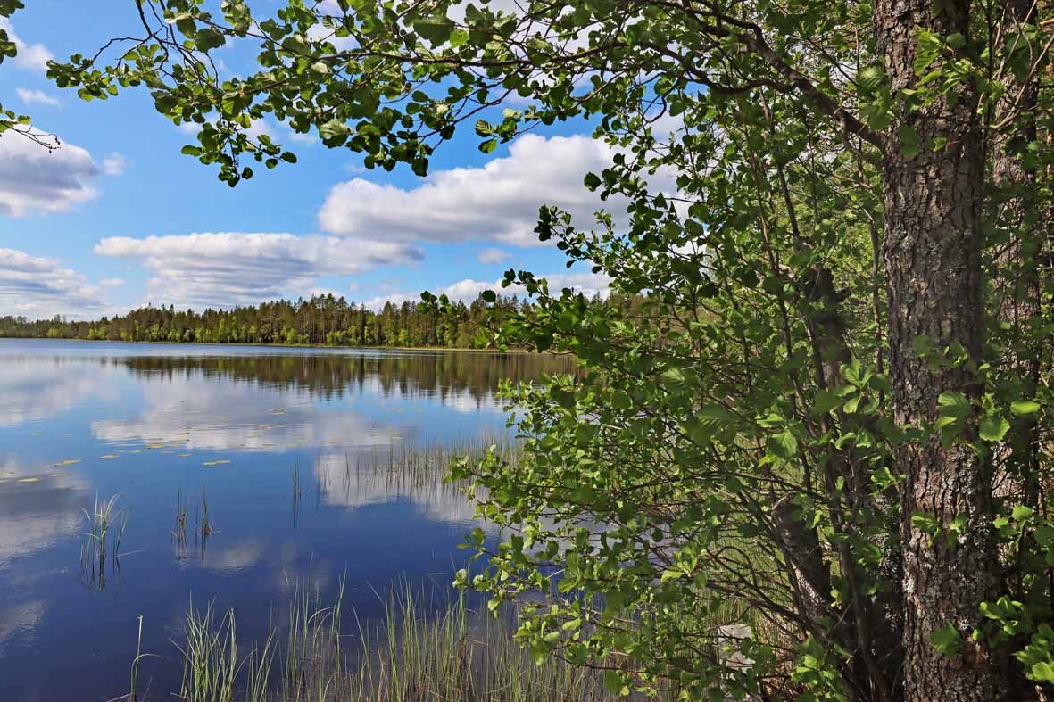 Aurinkoinen maisema järvelle, järven pinnasta heijastuu pilviä. Rannalla kasvaa puita.