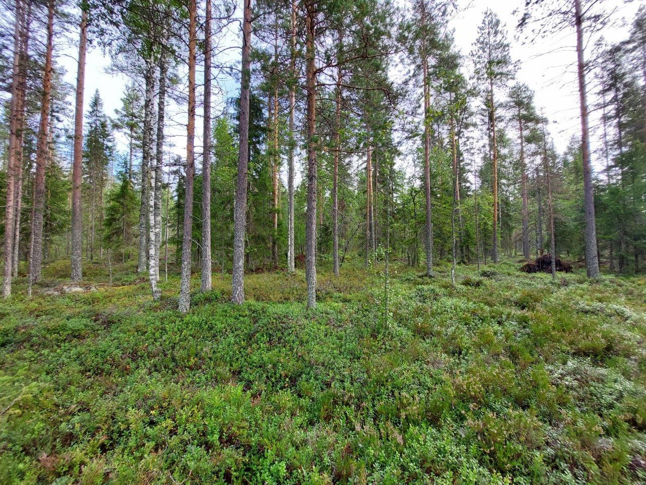 Mäntyvaltaista sekametsää valoisalla kankaalla, kunttaa etualalla.