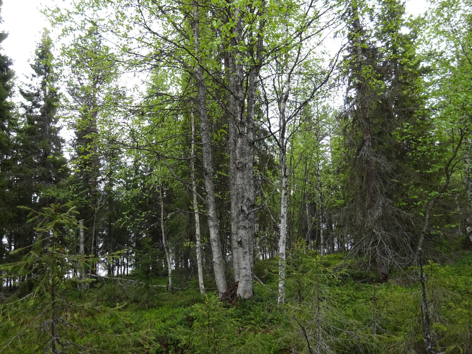 Kuva tontilta järvelle päin