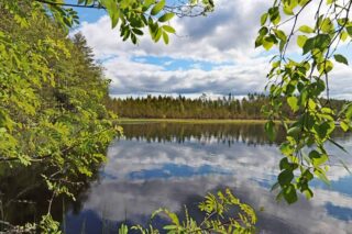 Aurinkoinen maisema tyynelle järvelle, puiden oksat kurottautuvat kuvaan.