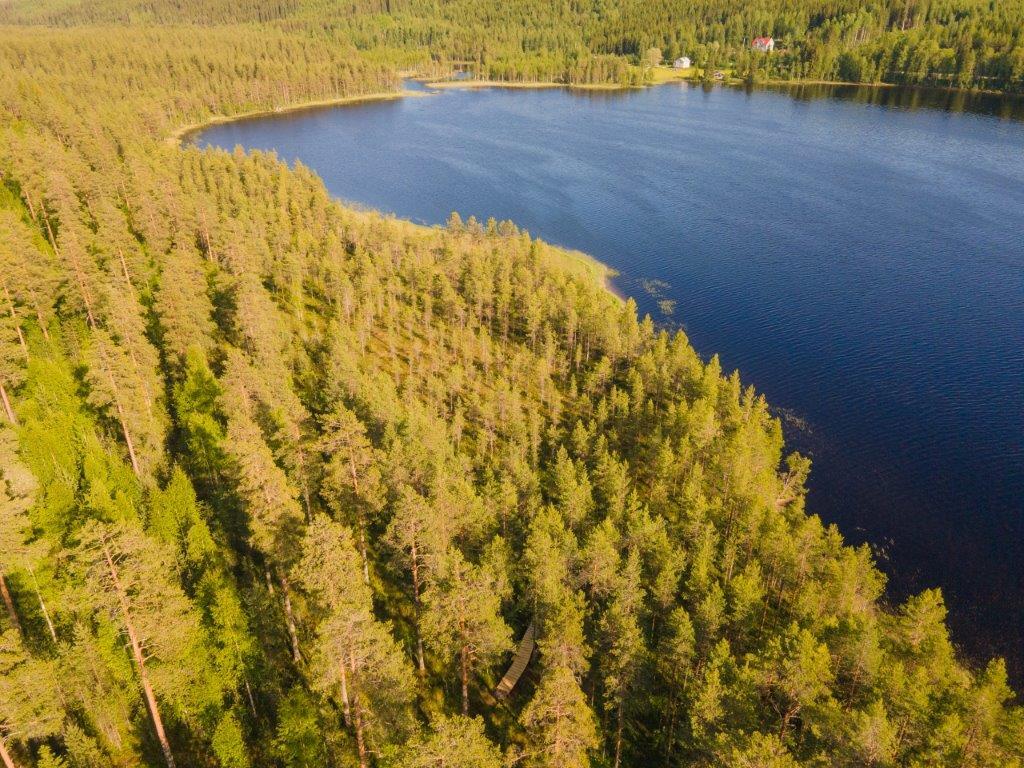 Ilmakuvaa tontin yläpuolelta, eri-ikäisiä mäntyjä, järvi jää oikealle.