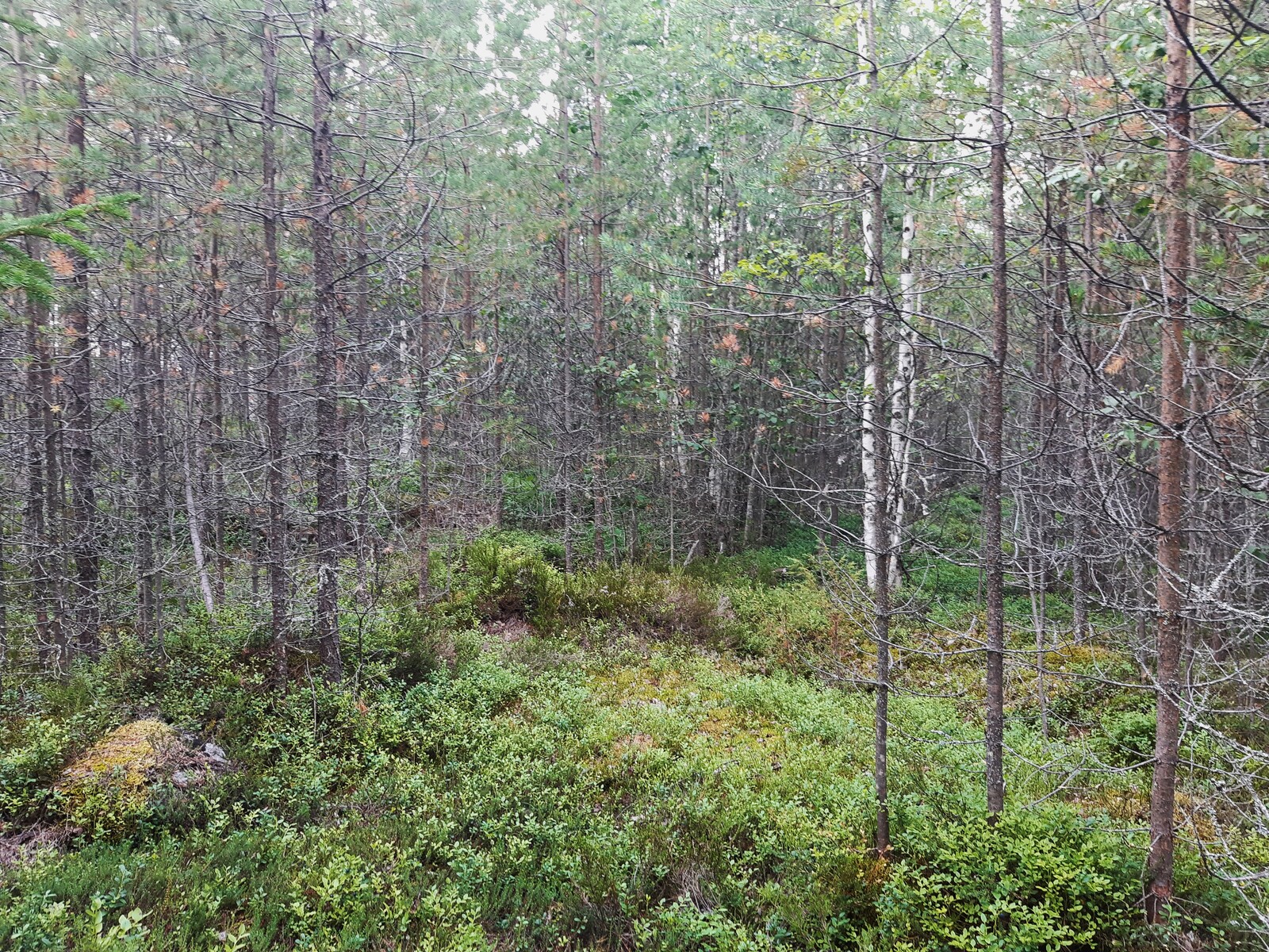 Tiheäkasvuisen nuorehkon mäntymetsän seassa kasvaa koivuja.