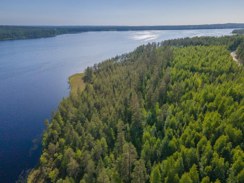 Ilmakuvaa tontista, jolla mäntymetsää ja paljon vesikasvillisuutta rannassa, oikealla pilkistää tie.