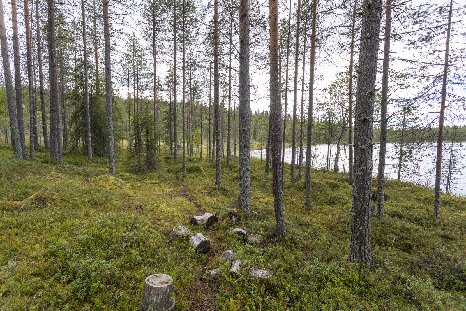 Kuva tontilta järvelle