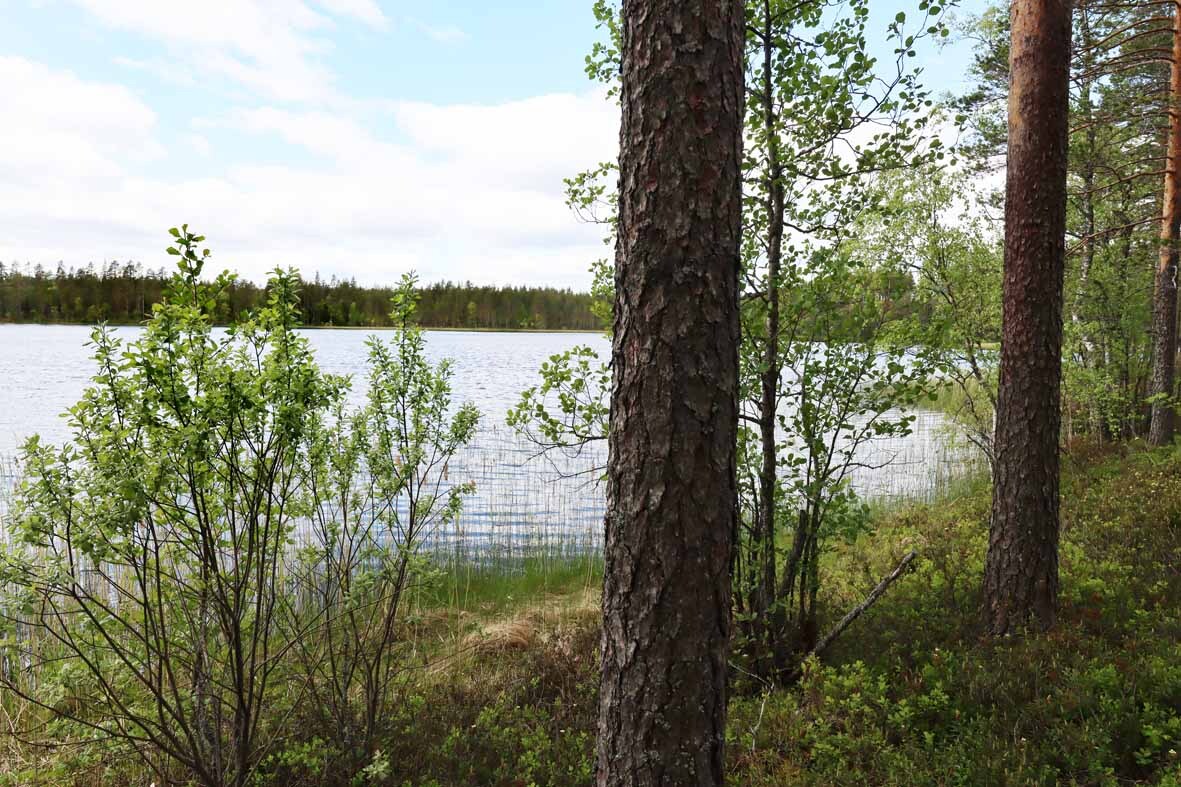 Maisema järvelle, edustalla mäntyjä ja pajukkoa.