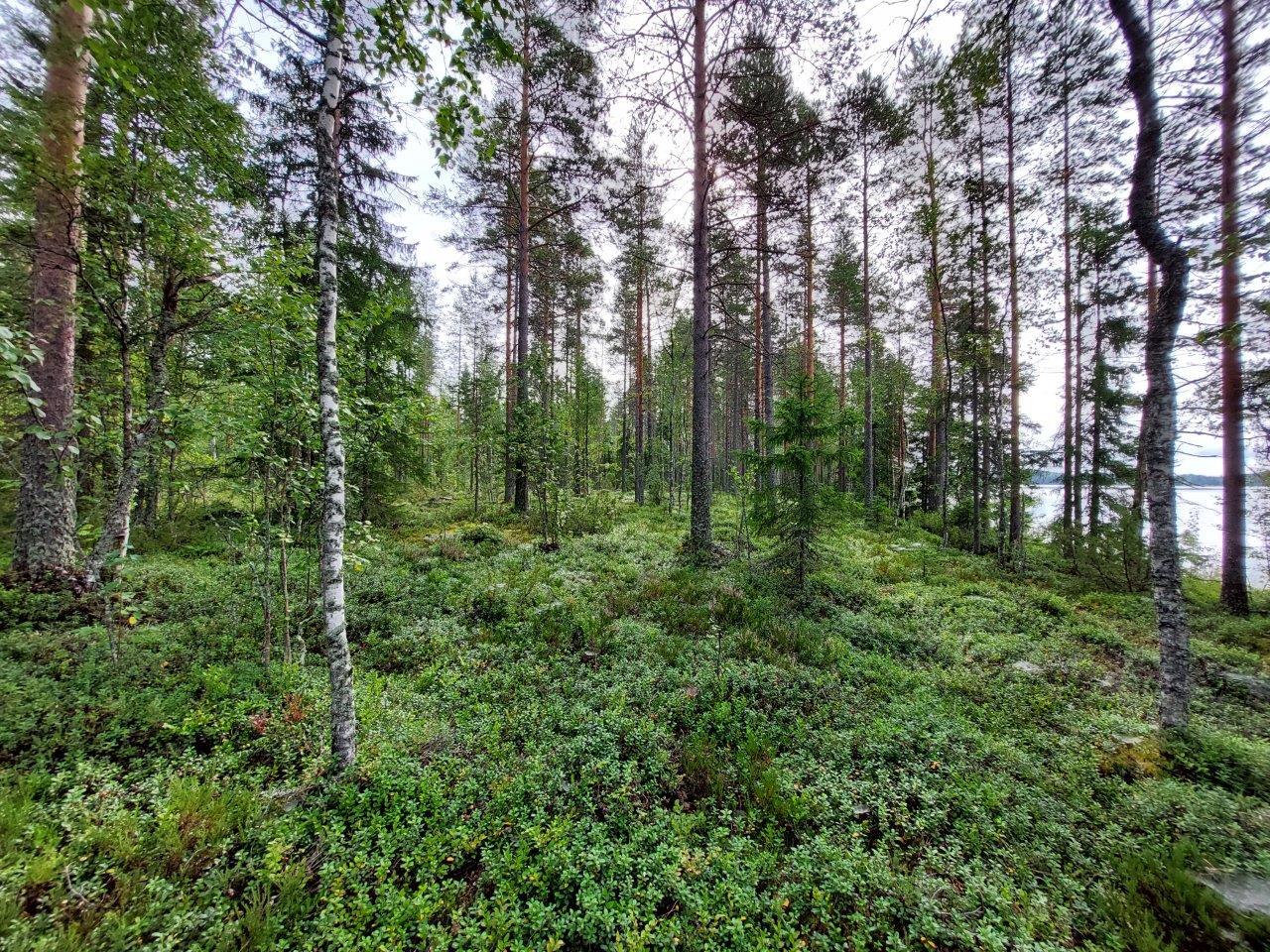 Harvennettua sekametsää, kunttaa maassa, järvi pilkottaa oikealla.