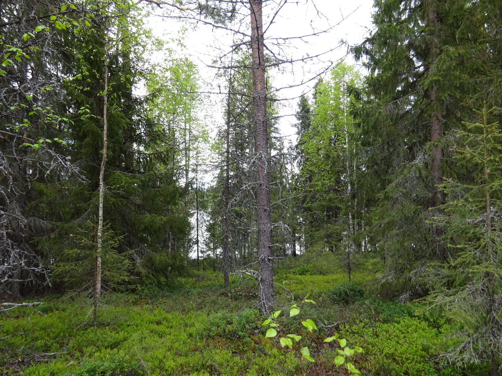 Kuva tontilta järvelle päin