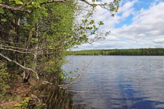 Maisema järvelle, vasemmalta järven rannalta puun oksat kurottelevat kuvaan.