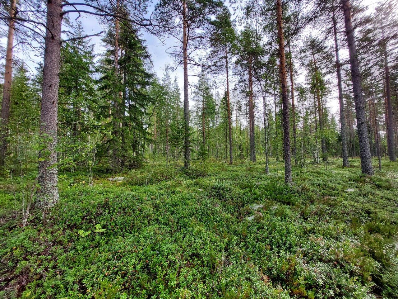 Harvennettua sekametsää, kunttaa maassa.