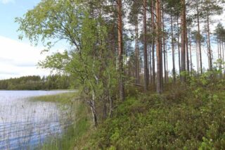 Järven rannassa ruovikkoa ja nuoria koivuja. Edessä näkyy harvennettua mäntymetsää.