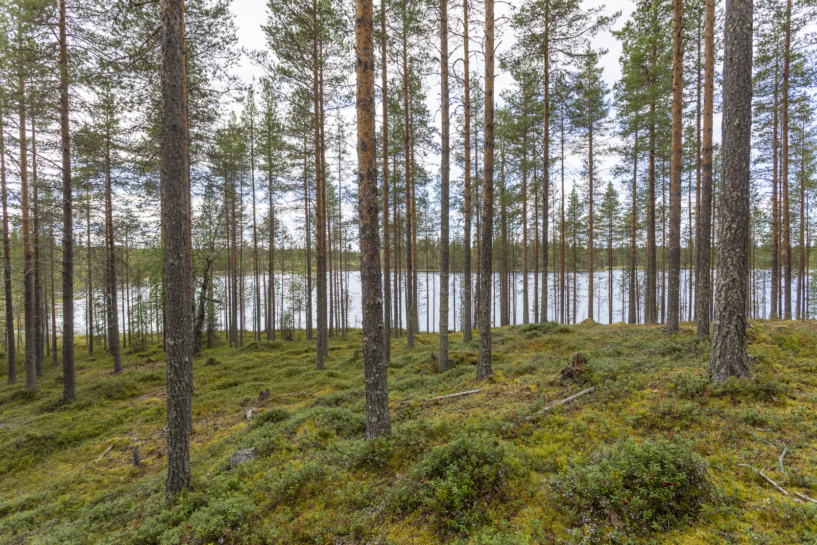 Kuva tontilta järvelle