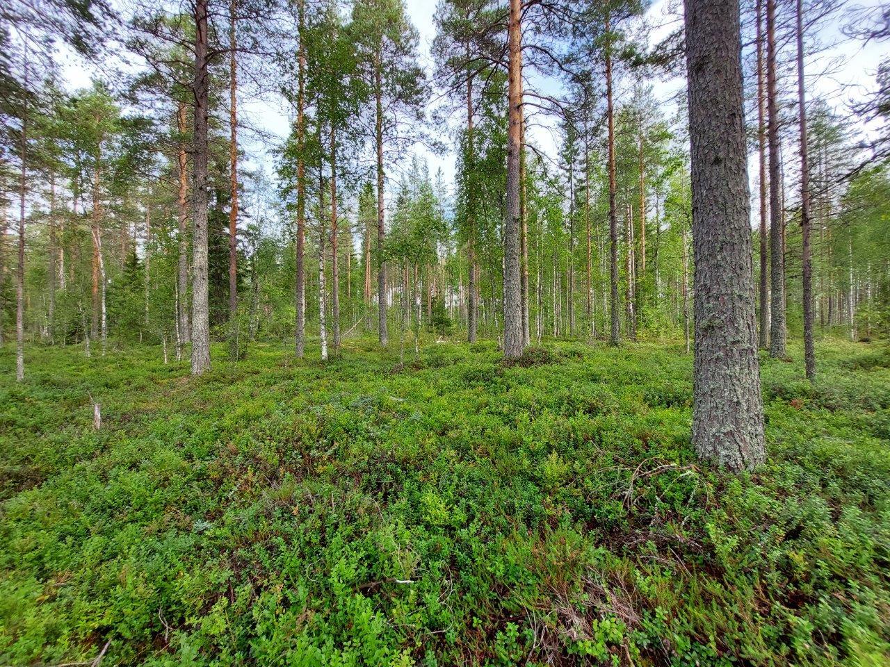 Harvennettua sekametsää, kunttaa maassa.