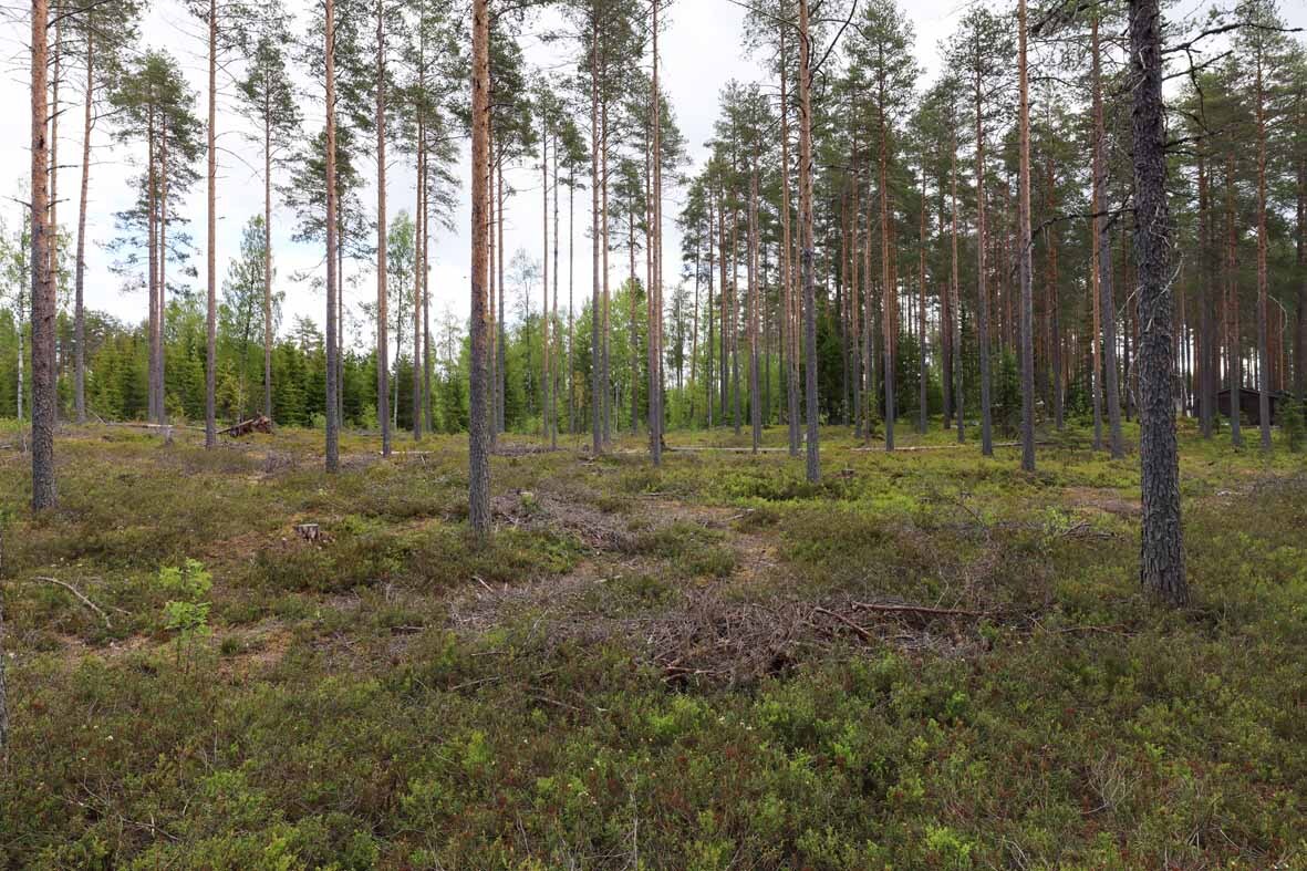 Harvennettua mäntymetsää ja tasaista maastoa jossa kasvaa kunttaa.