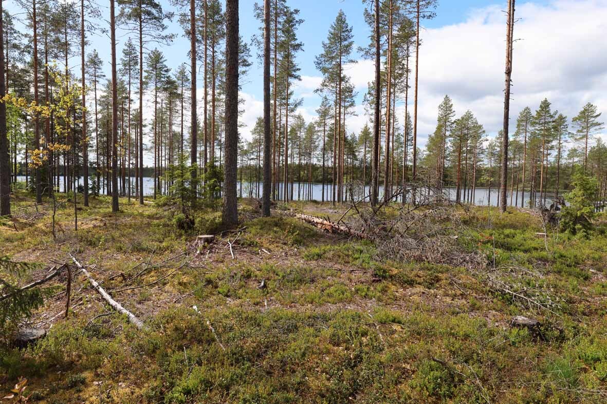 Harvennettua mäntymetsää ja tasaista maastoa jossa kasvaa kunttaa. Puiden välistä pilkistää järvi.