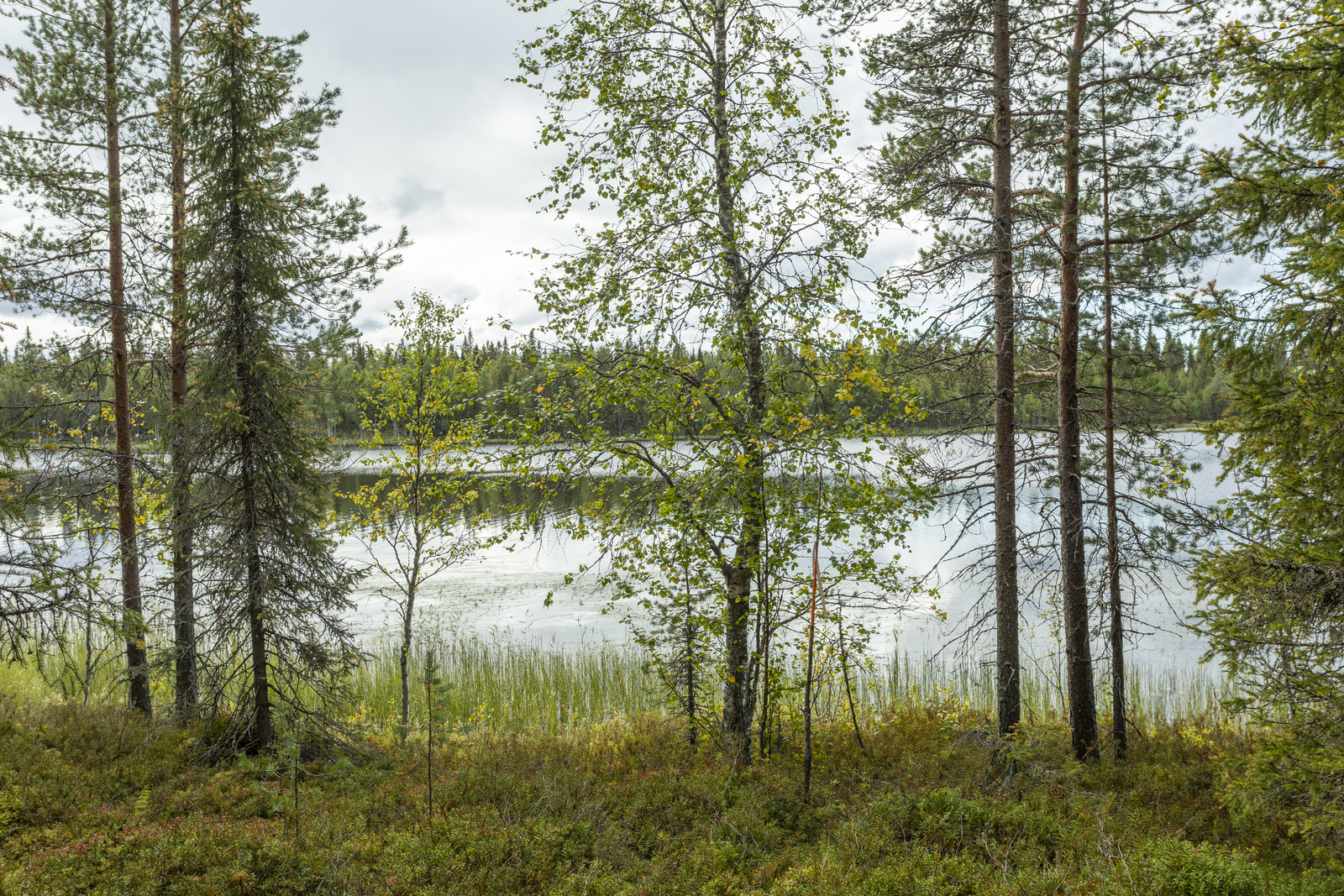 Tontin rannalta järvelle