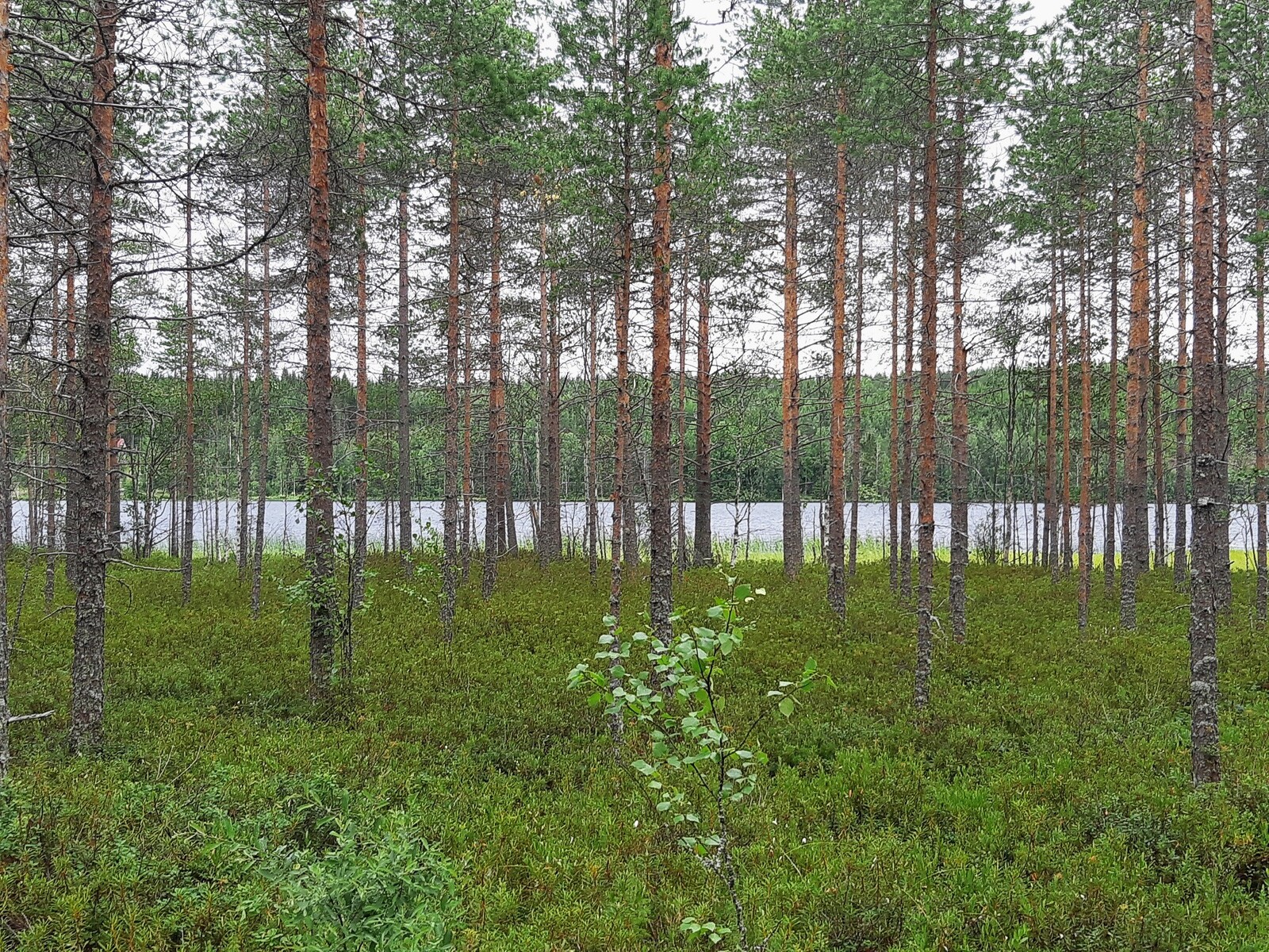 Mäntymetsän takana pilkottaa järvimaisema. Aluskasvillisuutena on varpuja ja metsäkortetta.