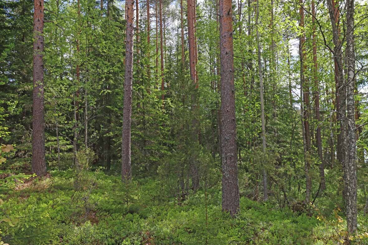 Varttunutta mäntymetsää jonka seassa kasvaa nuoria kuusia.