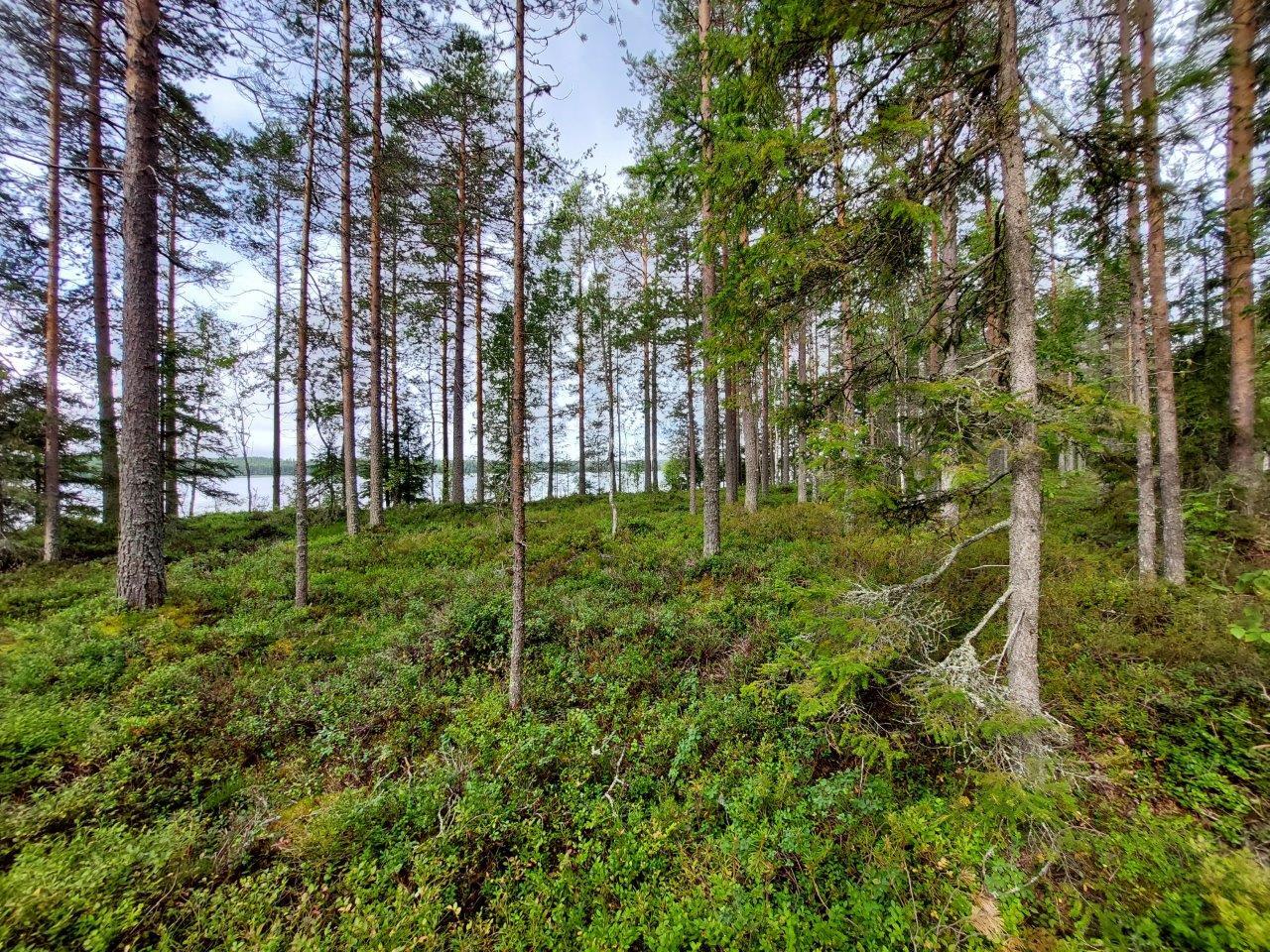 Harvennettua rantametsää, maassa kunttaa ja puiden takaa pilkottaa järvi.