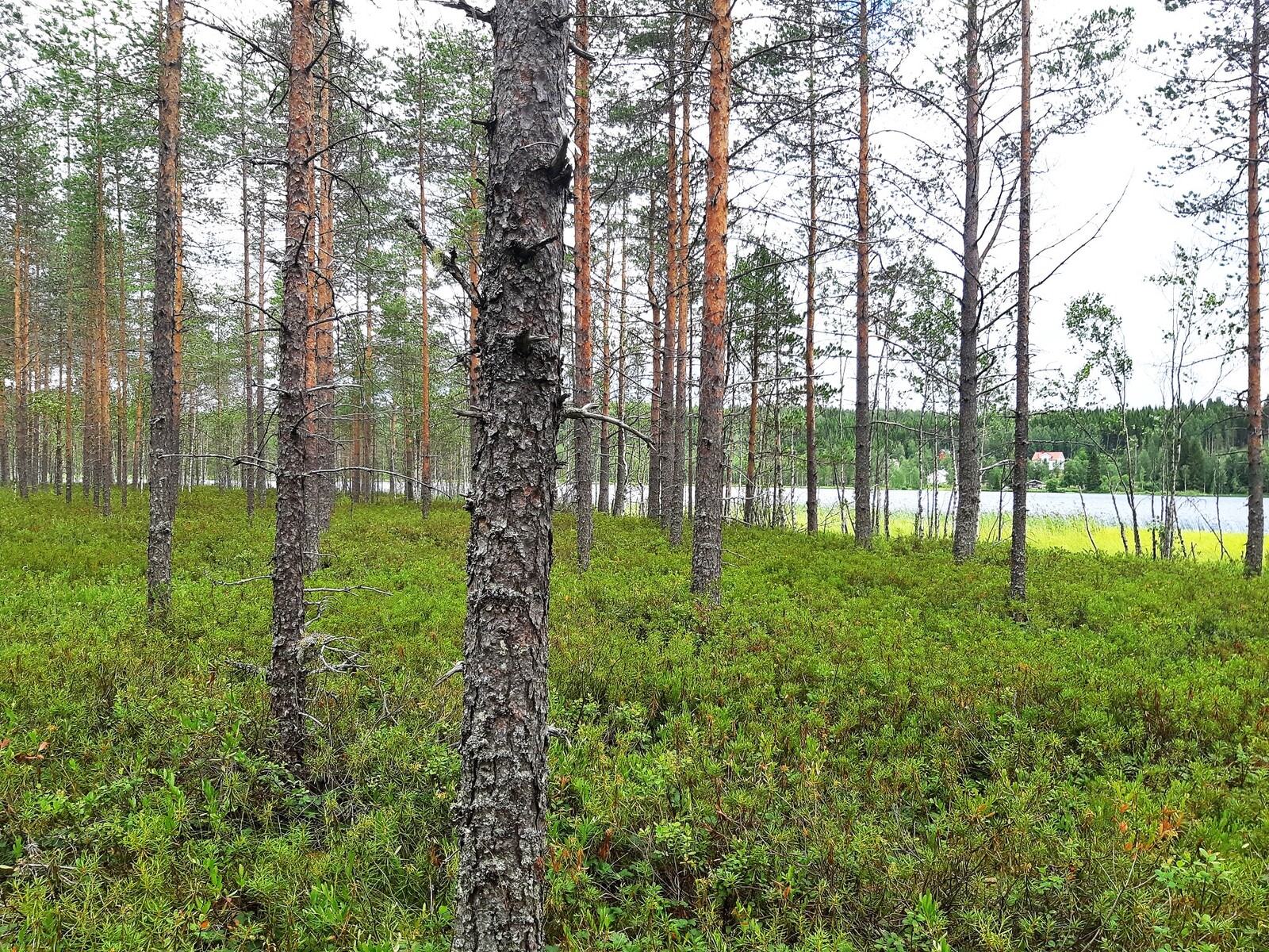 Avaran mäntymetsän takana häämöttää järvi, jonka vastarannalla on muutama rakennus.