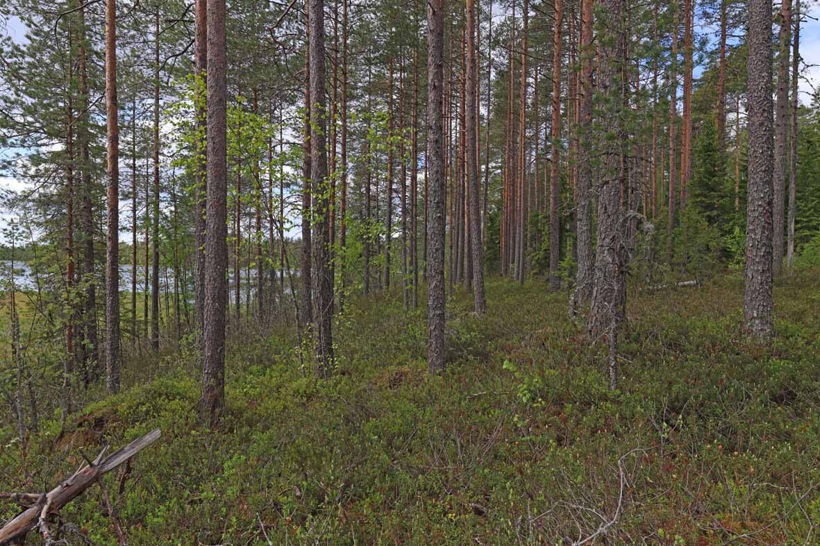 Harvennettua mäntymetsää rannan tuntumassa.