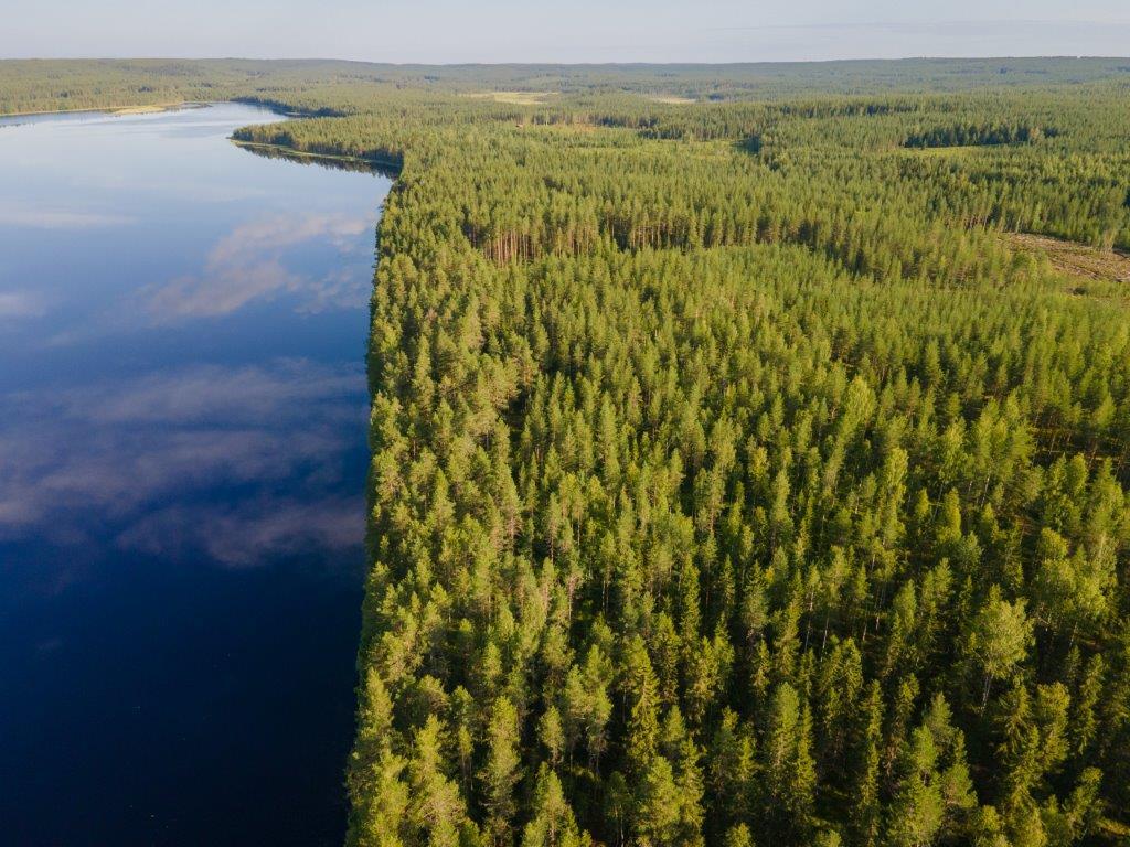 Ilmakuvaa tontista, auringossa kylpevää mäntymetsää oikealla, järvi vasemmalla.