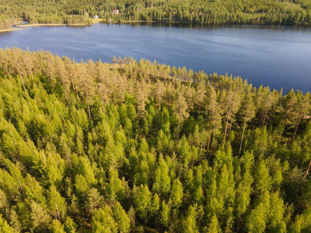 Ilmakuvaa tontin yläpuolelta, eri-ikäisiä mäntyjä, järvi jää oikealle.