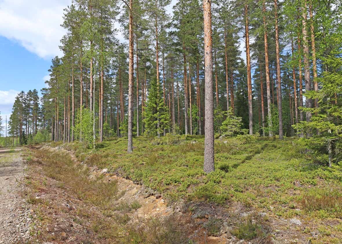 Harvennettua valoisaa mäntykangasta, joukossa muutama nuori koivu. Vasemmalla tonttitie.