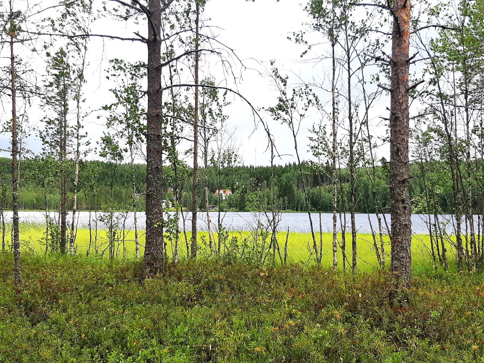 Järvimaisema avautuu puiden lomasta. Vastarannan metsässä on muutama rakennus.