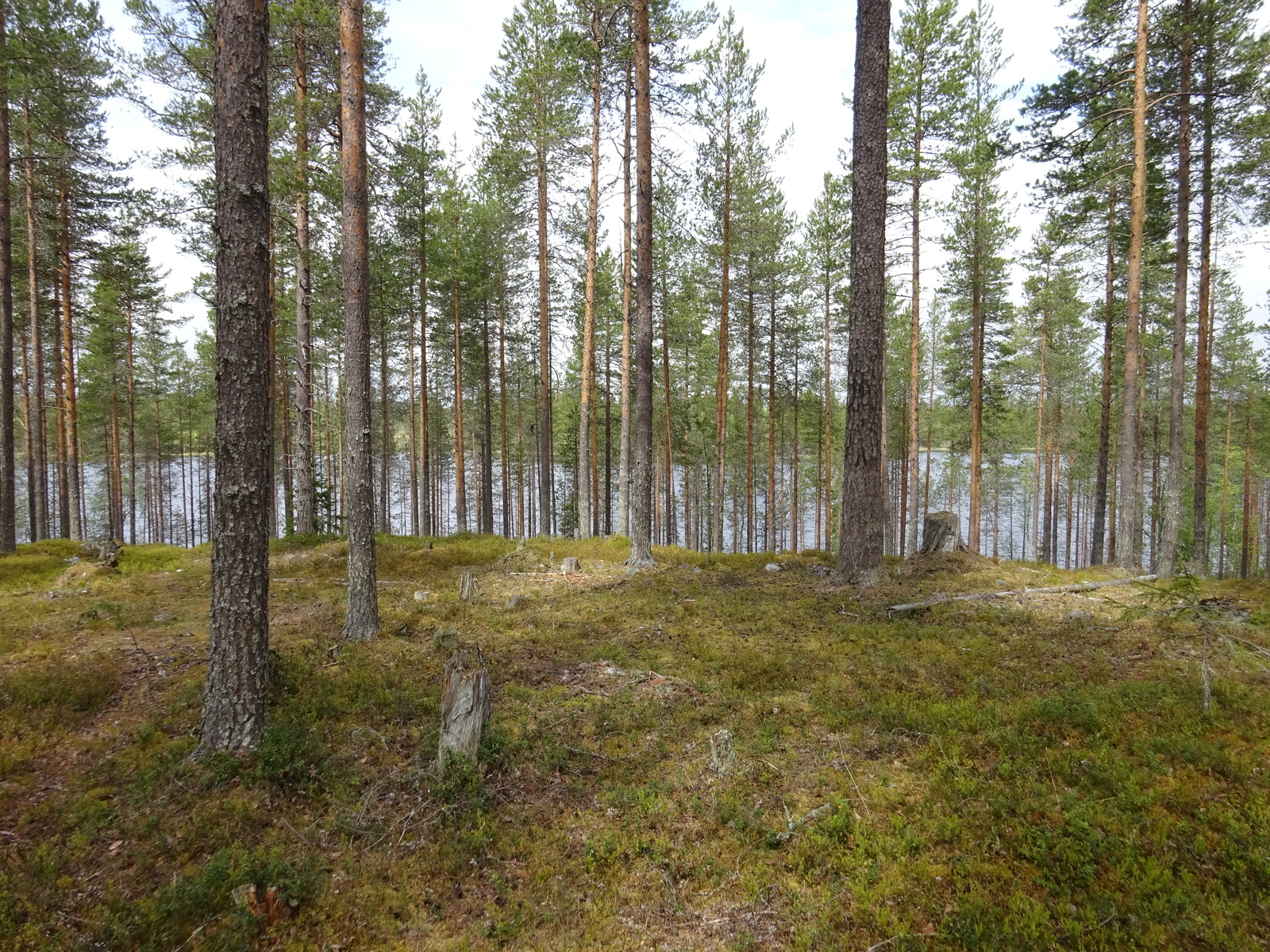 Kuva tontilta järvelle