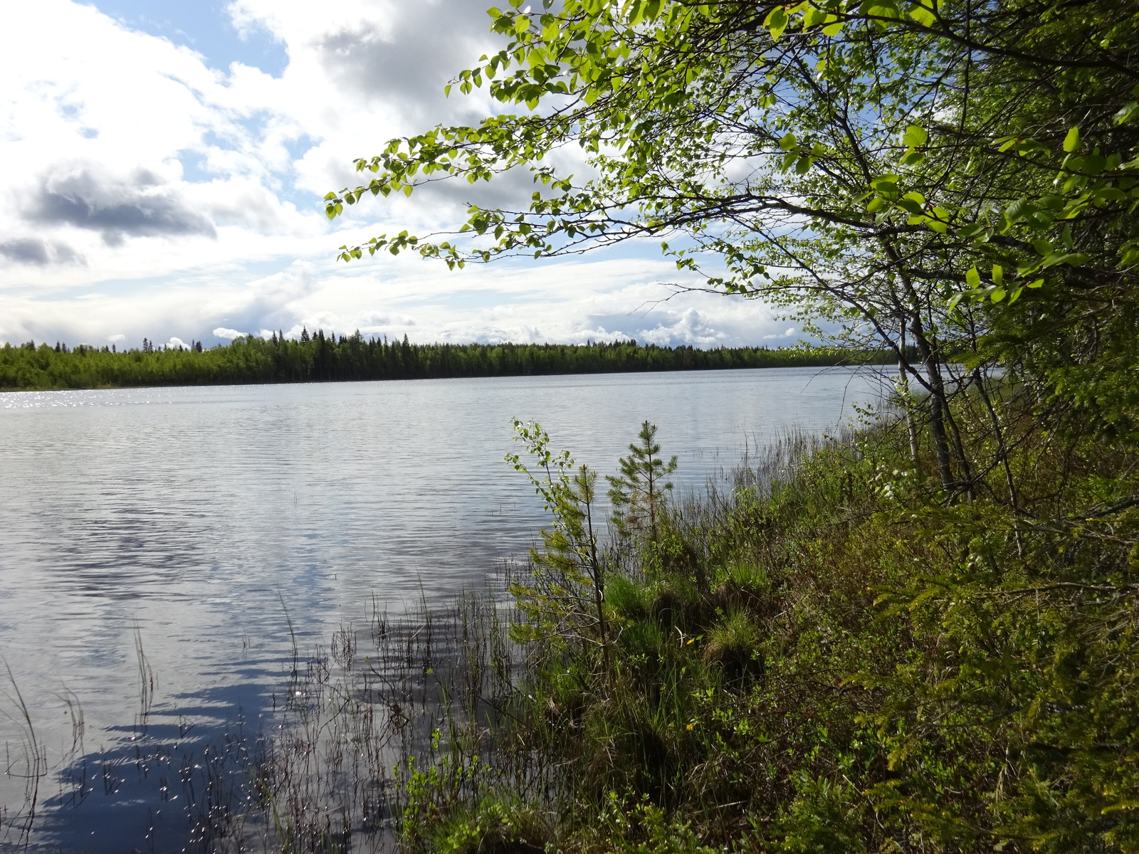 Kuva rannalta järvelle