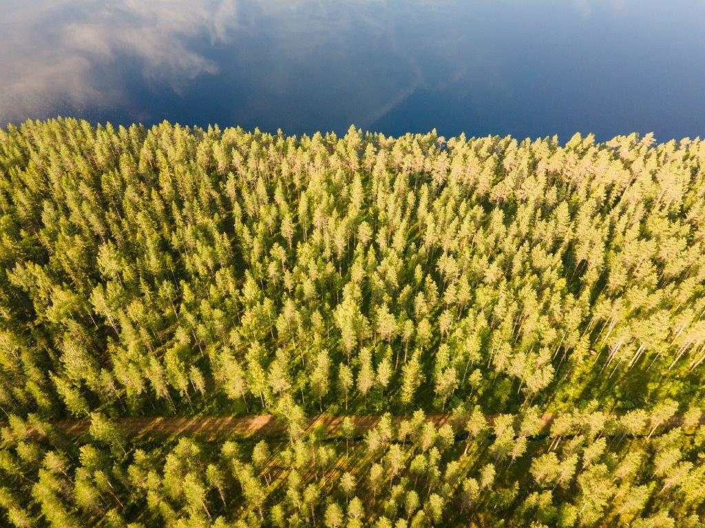 Ilmakuvassa etualalla auringossa kylpevää mäntymetsää ja taustalla tyyni järvi.