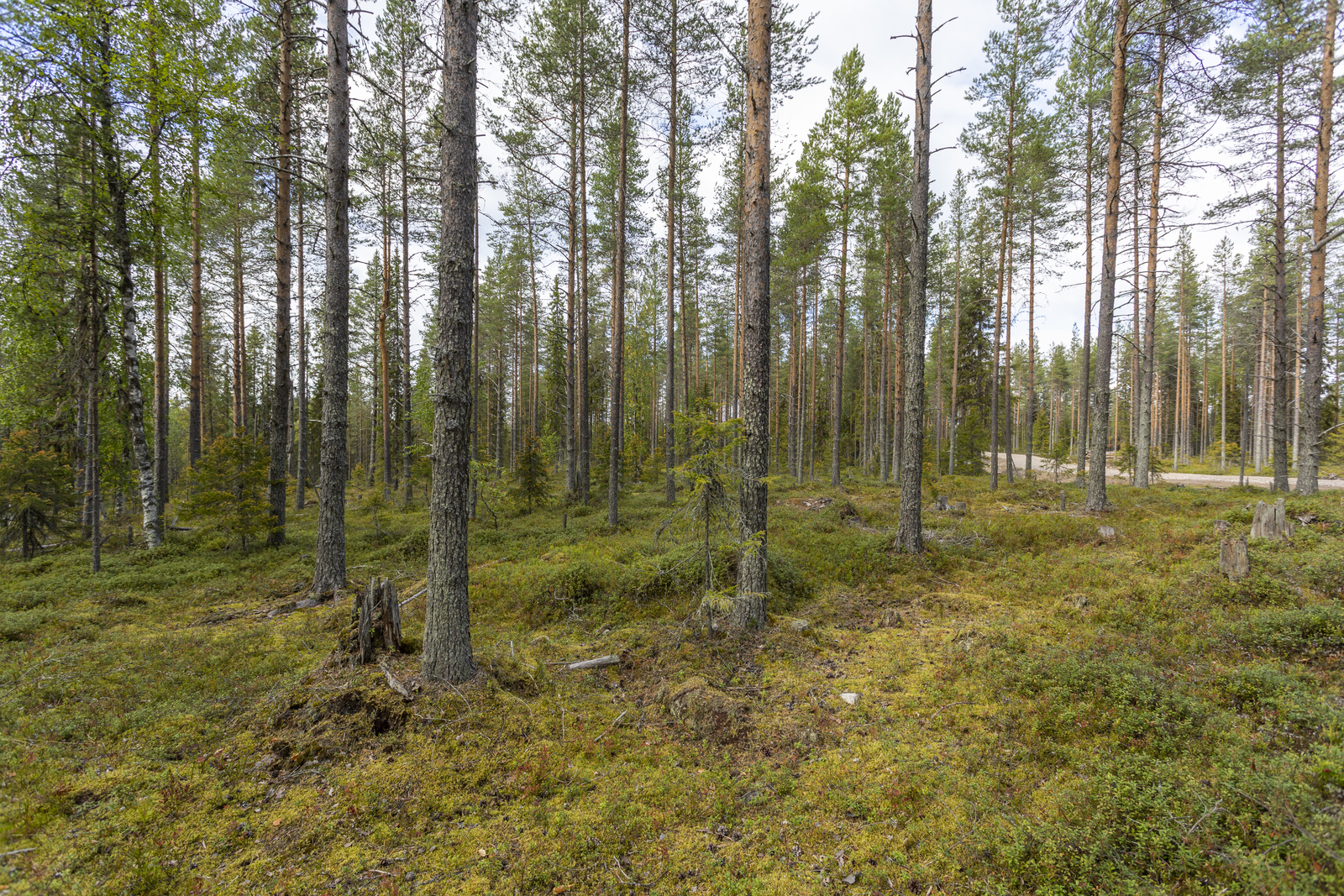 Kuva tontiltaa kaavatielle