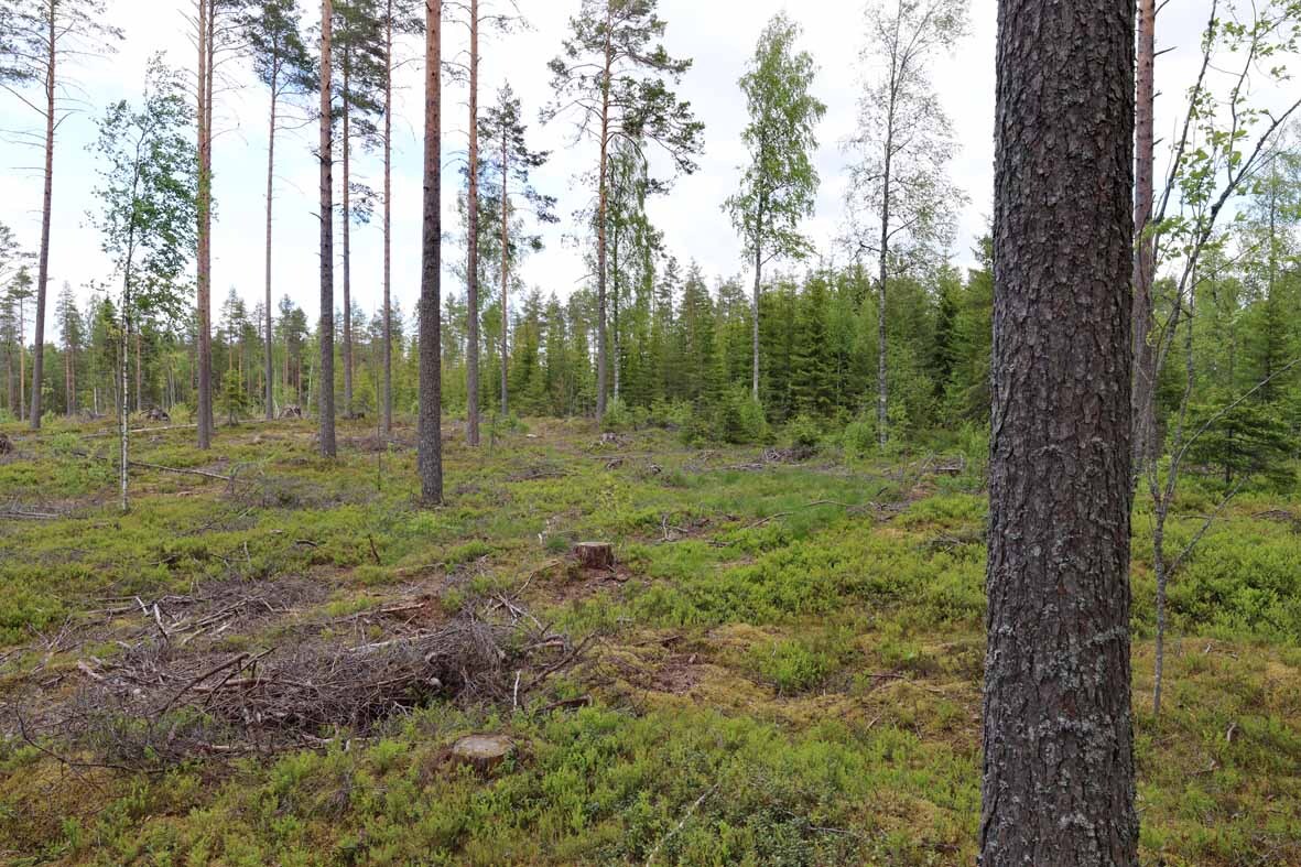 Harvennettua mäntymetsää ja tasaista maastoa jossa kasvaa kunttaa.