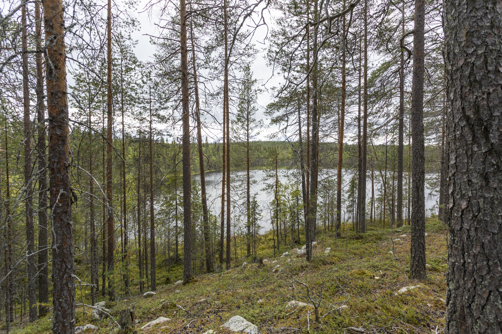 Kuva tontilta järvelle