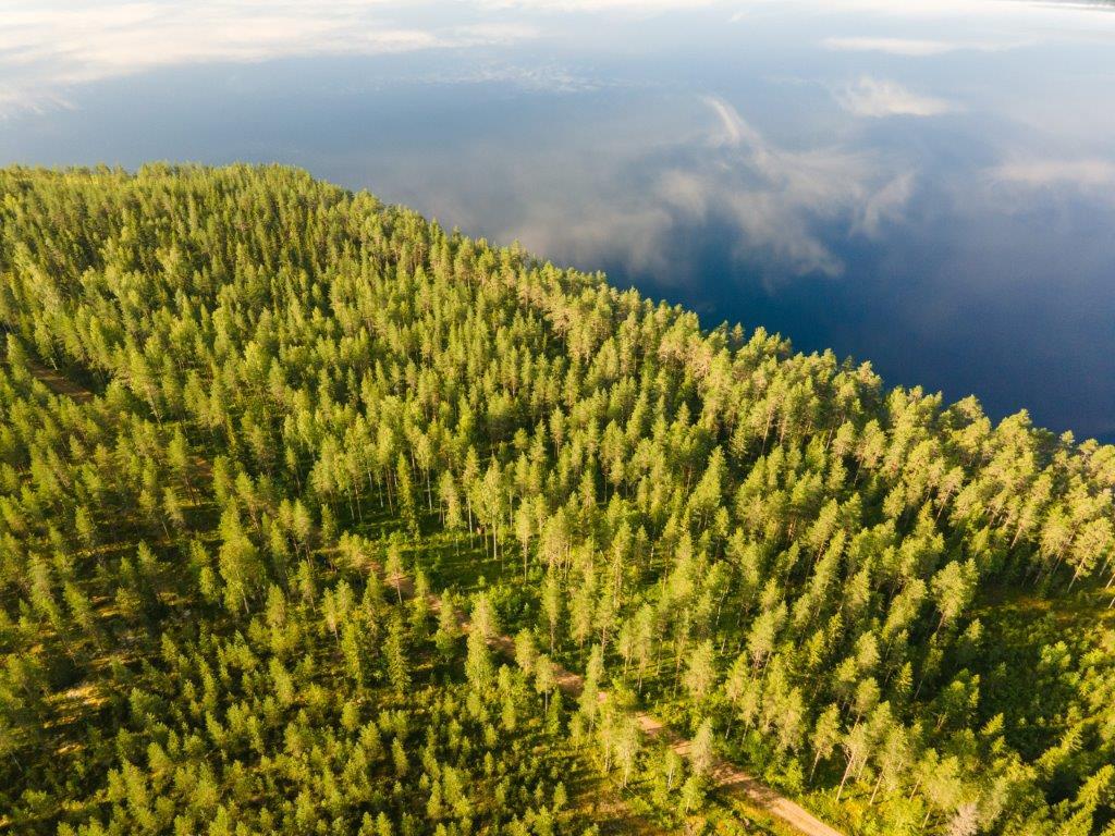 Ilmakuvassa etualalla auringossa kylpevää mäntymetsää ja taustalla tyyni järvi.