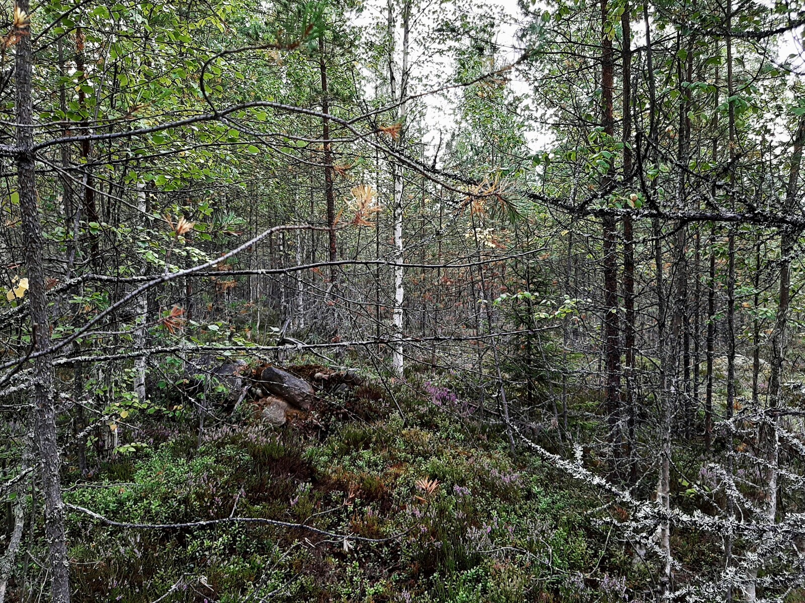 Runsaskasvuinen sekametsä.