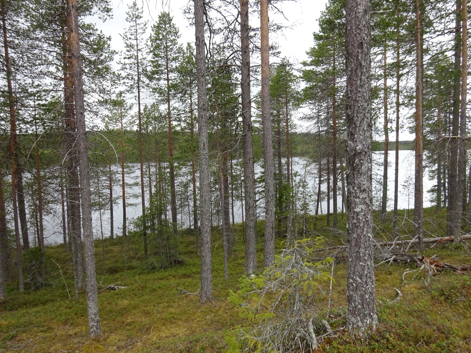 Kuva tontilta järvelle